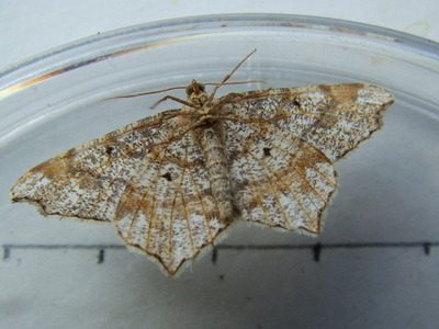 Peacock Moth
